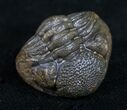 Small Enrolled Phacops Trilobite #10598-1